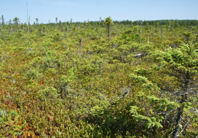 Overview of open part of bog.
