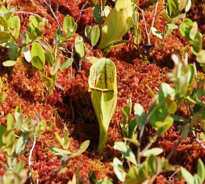 Pitcher Plant