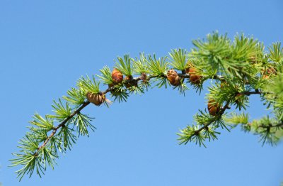 Cedar cones