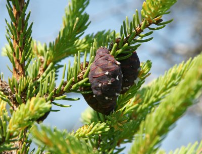 Cedar cones