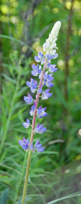 Flower At Botanical Garden