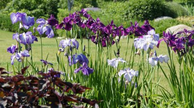 Iris in direct sun