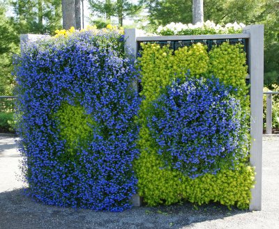 Interesting way to grow flowers