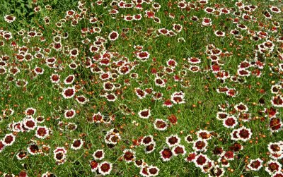 ? Flowers