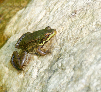 Frog