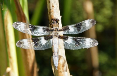 Damsel/dragon Fly