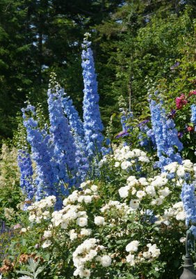 Delphinium