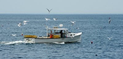 Fishing boat with gulls