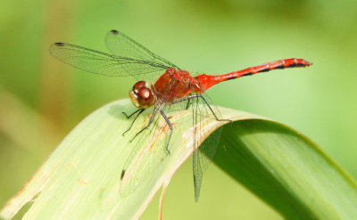 Dragon/damsel fly 8/11