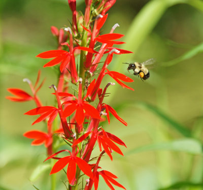 Lobelia with bee