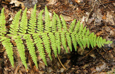 Cinnamon Fern