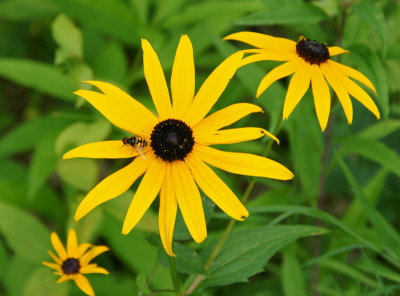 Black eyed Susan
