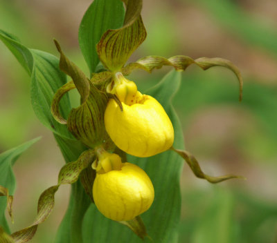 Lady Slipper 5/08