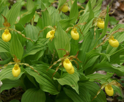 Lady slipper 5/08