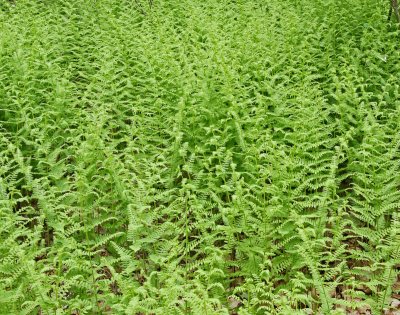 Cinnamon Ferns 5/09