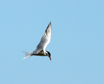 Common Tern looking for food
