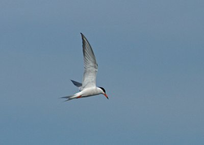 Common Tern