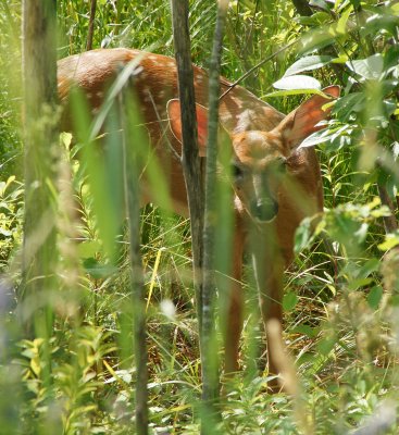 Deer Behind our motel ( not at the bog)