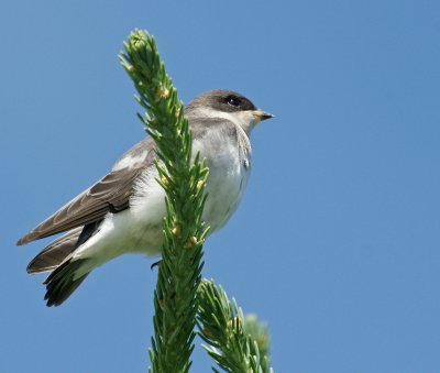 Reid Island-swallow right above us