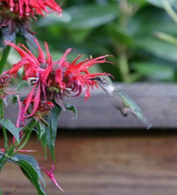 hummingbird-thru the window, July 2011