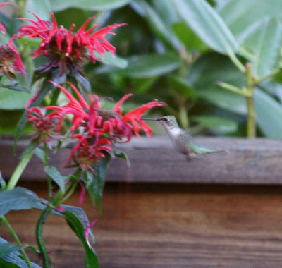 hummingbird-on back deck- thru the window, not a great capture