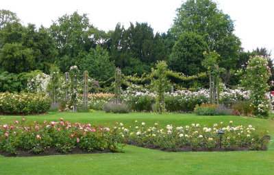 Roses at Regent Park