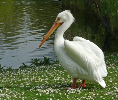 Pelican