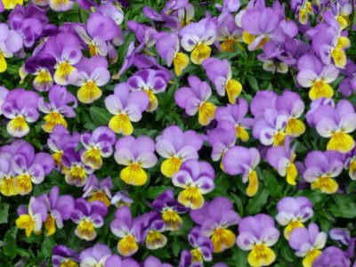 Blurry Pansies