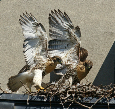 185 Red Tail Hawks - 2011 & 2010