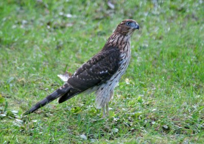 backyard hawk-sharpshin or coopers? 10/ 2011