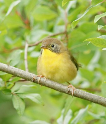 Immature Common YellowThroat