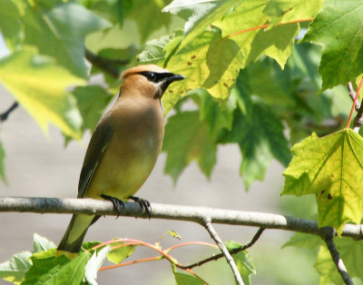 Cedar Waxwing-110818-02211