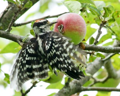 Woodpecker110819-02356