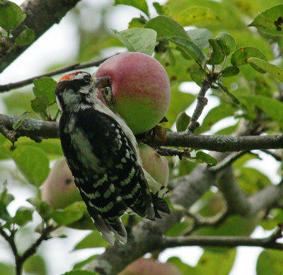 Woodpecker110819-02363