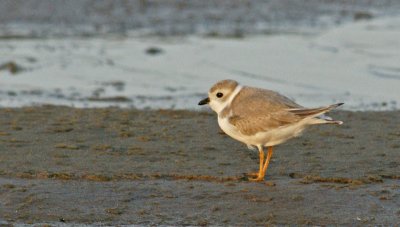 Immature Piping Plover