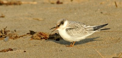 Immature Tern