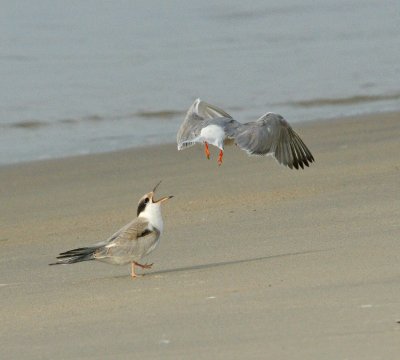 Immature Tern wanting to get fed