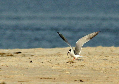Adult tern with food