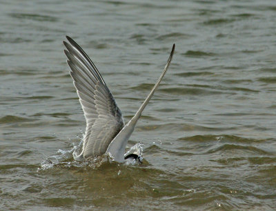 Tern Diving