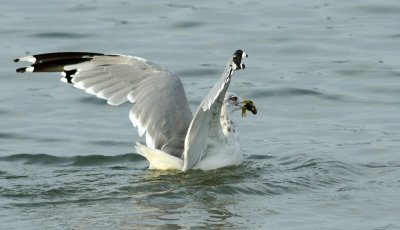 Gull with Fish