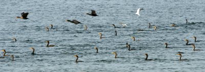 School of Cormorants