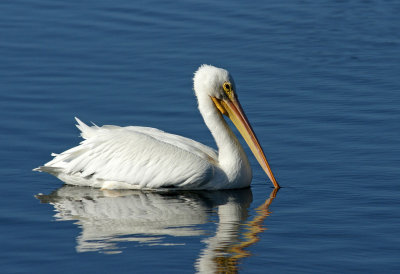 White Pelican