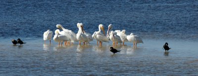 Pelicans guarded by Cormorants
