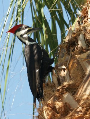 Pileated Woodpecker near the Shell Mound