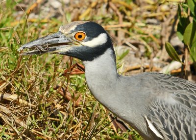 Yellow Crowned Night Heron with crab