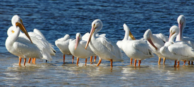 Pelicans -