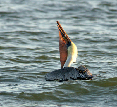Brown Pelican swallowing fish