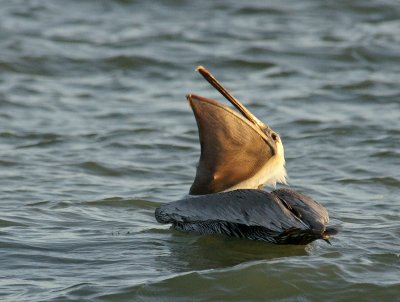 Brown Pelican with mouthful