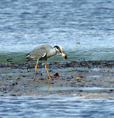 Yellow crowned Night heron with food, heavily cropped