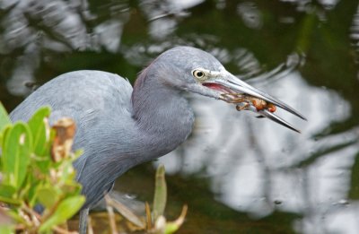Little Blue Heron with Crab